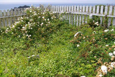 Cemetary-notebooks audio reading link